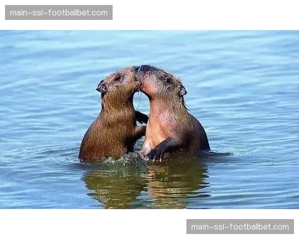 纪录片上线：亚马逊发布《孤注一掷》系列诺丁汉森林赛季跟拍最终集